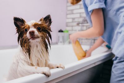 Pet Grooming and Pet Sitting Insurance in Houston, TX by Steve Campbell Insurance Agency, Inc.