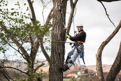 Tree Trimming Insurance in Houston, TX by Steve Campbell Insurance Agency, Inc.